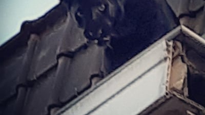 A handout image made available by the sapeurs-pompiers du Nord on September 19, 2019, shows a Black Panther sedated, and carried away, after it was captured by French firefighters wandering along the roof guttering of a building in Armentières, northern France on September 18, 2019.