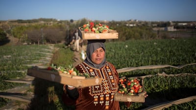 A Palestinian woman carries wooden trays filled with strawberries, at a farm, in the town of Beit Lahiya, Northern Gaza Strip. AP