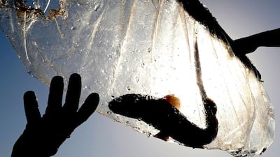 A baby Arabian carpet shark is transferred out of a water tank during a conservation project at the fish quarantine facilities of Atlantis, The Palm in Dubai. AP