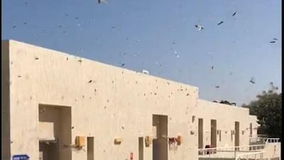 The desert locust poses a serious threat to agriculture. Courtesy Resident via Environment Agency Abu Dhabi