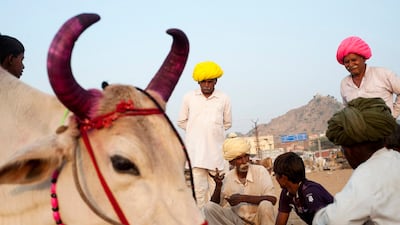 Stray cattle attacking people and destroying crops has become common in Uttar Pradesh and threatened Modi's chance of re-election. Simon de Trey-White for The National