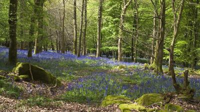 Forest of Dean in the UK.