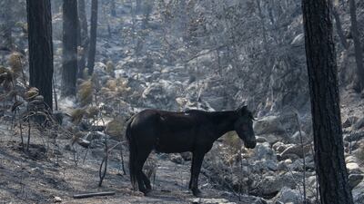 A forest fire is continuing to destroy thousands of hectares of Parque Cumbres, in Nuevo Leon state, Mexico, more than two weeks after it started. EPA