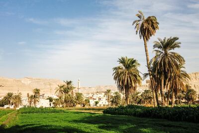 Palm groves on the outskirts of Minya in Egypt. Getty