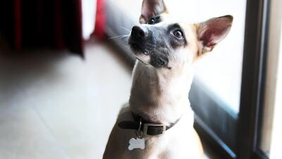 A reader says her dog can understand what she says. ( Delores Johnson / The National )