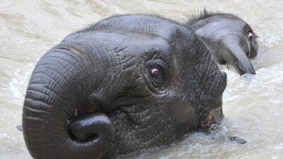 Six-month-old elephant calf Man Jai (R) swims with his big sister Mali at Melbourne Zoo in Melbourne, Australia. It was the first time the Asian elephant calf has swum which is a natural behaviour for the species. Julian Smith / EPA