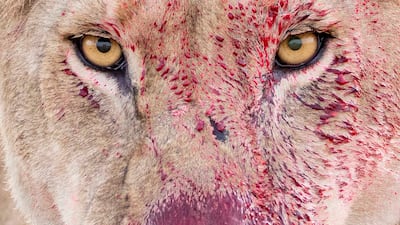 'Raw Moment' by Lara Jackson (UK). Category: Highly commended, Animal Portraits. Photo: Natural History Museum