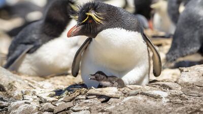 Episode 4, Oceans: A rockhopper penguin brooding its chick on Sealion Island in the Falklands. Photo: Sarah Walsh / Silverback Films 2017