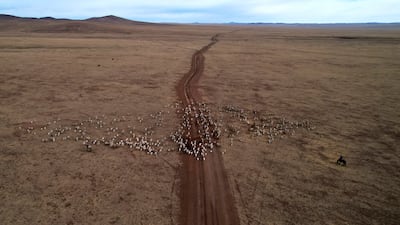 A family's livestock are herded to new land in the Sukhbaatar district of Mongolia, as chronic drought takes hold. AP