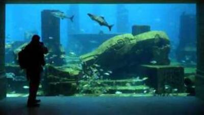 A visitor watches marine life during a tour of Atlantis.