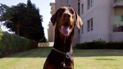 Caesar, a two-year-old Doberman, died of leishmania - a disease that can be fatal to animals and, in extreme cases, humans also.