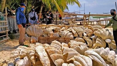 Giant clam shells, locally known as "Taklobo," are confiscated by the Philippine Coast Guard (PCG) after a raid at Sitio Green Island, Roxas, Palawan province, Philippines.