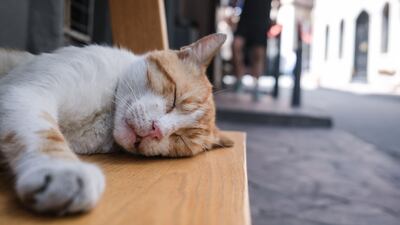 A cat nap in Istanbul. EPA