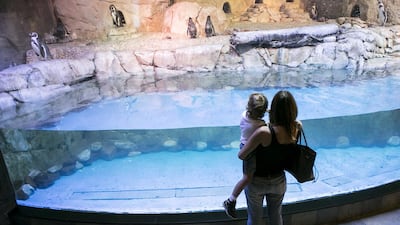 A mother and her son watch the penguins at the Dubai Aquarium and Underwater Zoo. Reem Mohammed / The National