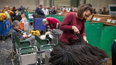 A woman grooms her Hungarian Puli dog on the third day of the Crufts dog show at the National Exhibition Centre in Birmingham, central England. AFP