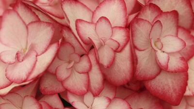 A view of plant of the Year 2014 shortlist contender, Hydrangea Macrophylla, 'Miss Saori' on display at the Chelsea Flower Show in London. AP