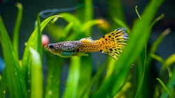 Larvivorous fish feed on mosquito larvae. Getty
