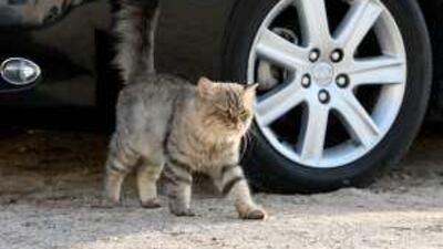 A stray cat near the beach at the Umm Suqueim area of Dubai.