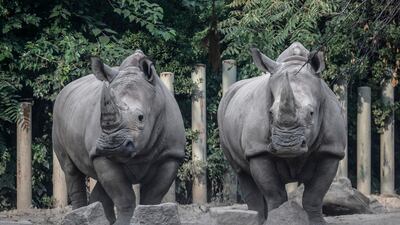Two rhinos are seen at Beijing zoo in Beijing, China. EPA
