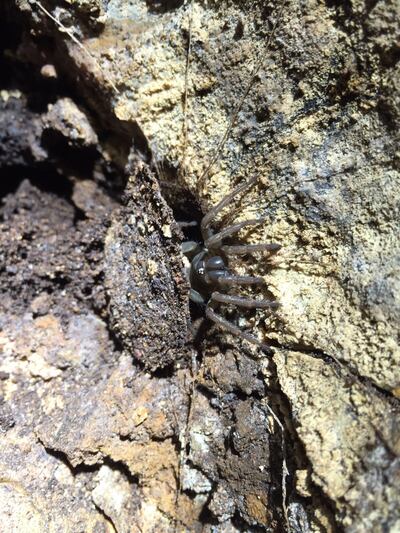 The Batu cave trapdoor spider (scientific name Liphistius Batuensis), a very rare spider in Malaysia. Photo: Mohamed bin Zayed Species Conservation Fund