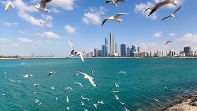 Seagulls in Abu Dhabi. Getty