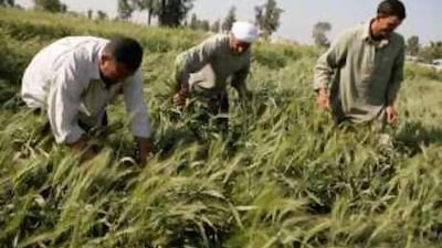 Farmers harvest unripened wheat by in the Nile delta town of Mansoura, north of Cairo.