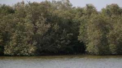 Part of the government's environmental policy has been the protection of areas and species. Above, the Abu Dhabi mangroves.