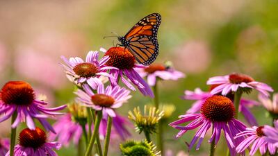 A monarch butterfly is now placed in the endangered category of the International Union for the Conservation of Nature's Red List of Threatened Species. Reuters