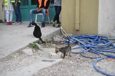 A cat eats a leftover meal at One Happy Family Claire Corkery / The National