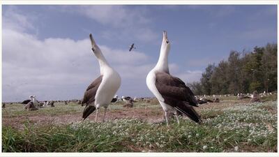 'Albatross' will open the inaugural Al Sidr FIlm Festival in Abu Dhabi. Al Sidr Film Festival