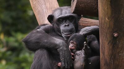 The chimpanzee "Tina" holds its newborn baby at Sao Paulo Zoo in Brazil. Reuters