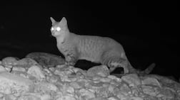 An Arabian wildcat at Wadi Wurayah National Park, Fujairah. Photo: Emirates Nature - WWF