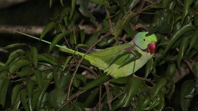 Clover, one of the rescued Alexandrine parrots, at Sai Sanctuary. Courtesy Sai Sanctuary