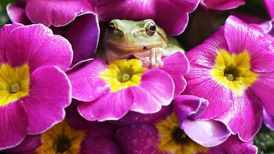 A green frog sits on a moth orchid at a local agricultural research center in Hwaseong, about 40 kilometers south of Seoul, South Korea, 03 March 2022, two days ahead of 'gyeongchip'. On the lunar calendar, gyeongchip is the day when frogs awake from hibernation. EPA / YONHAP SOUTH KOREA OUT