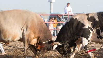 Bullfighting on Fujairah corniche. Leslie Pableo for The National