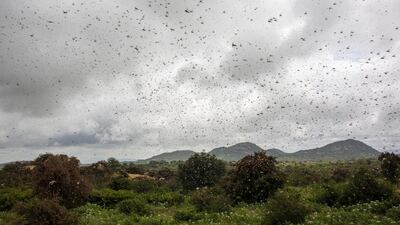 Swarms of desert locusts take flight in Mathiakani, Kitui County, Kenya. Bloomberg
