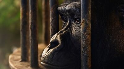 Thailand’s only gorilla looks through the bars of her cage at Pata Zoo in Bangkok. AFP