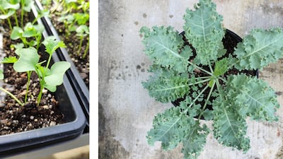 Kale microgreens (left) and leaves from the mature plant (right) have different nutritional profiles but both can limit weight gain in mice. Photo: Thomas Wang/USDA