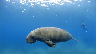 Dugong or Sea cow.