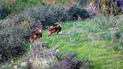 Cypriot mouflons inside the buffer zone between the internationally recognised Republic of Cyprus and the Turkish-occupied north, near Variseia, some 70 kilometres west of the capital Nicosia. AFP