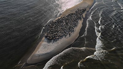 Grey seals rest on a sandy islet in the Baltic Sea as the Sun begins to set near Mikoszewo, Pomeranian Voivodeship, Poland. AFP