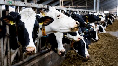 Cows on a dairy farm in Oldetrijne, the Netherlands. Cows are the highest-emitting livestock, so companies producing beef and dairy are more exposed to carbon taxes. Reuters
