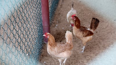 Chickens at The Camel Farm within the enclosure