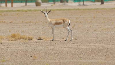 An inquisitive Arabian sand gazelle. Photo: Jacky Judas