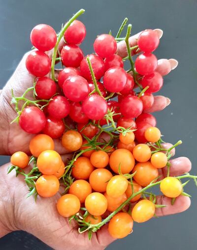 The best time to grow tomatoes is between September and April. Courtesy Anu Ranade