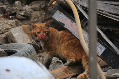 A cat walks through the rubble and debris after Israeli aircraft attacked a five floor building in Khan Younis, southern Gaza Strip. AFP