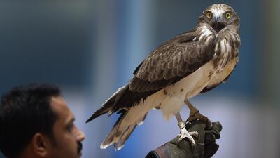 Birds from Al Ain Zoo at the ninth Adihex (Abu Dhabi International Hunting and Equestrian Exhibition) in 2015. This year's event takes place this week at Adnec. Delores Johnson / The National