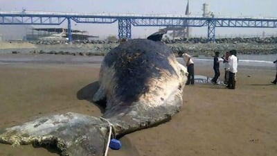 A marine biologist said that it was impossible to say what caused the whale's death without a full examination. Courtesy of Shamsun Nahar Sherin