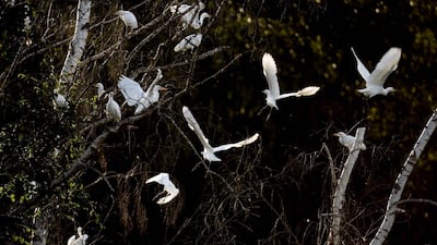 Cattle egrets fly in Le Grand-Luce, northwestern France. AFP