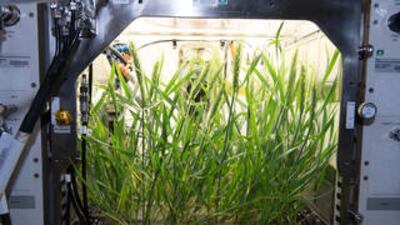 Arabidopsis seeds, small flowering plants related to cabbage and mustard, grew for about six weeks on the International Space Station. Photo: Nasa